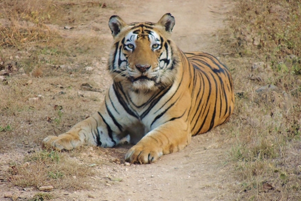 India has more tigers still living in the wild than any other country.  There are several sub-species of tigers, including the Bengal tiger shown in this photo. Image courtesy of the Smithsonian Institution.