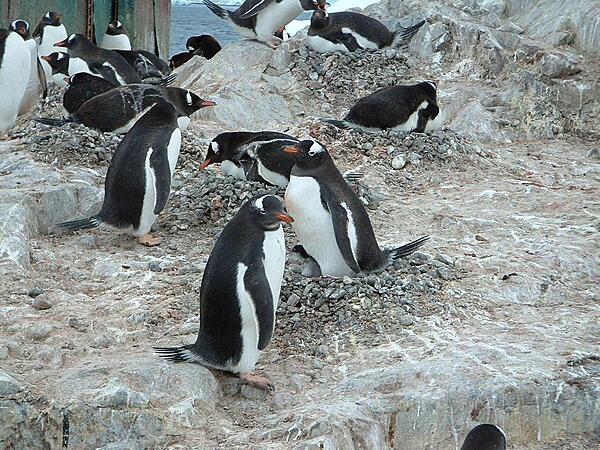 Gentoo penguins nesting in Antarctica. The distinguishing feature of these penguins is the wide white stripe across the top of the head that in some ways resembles a bonnet.