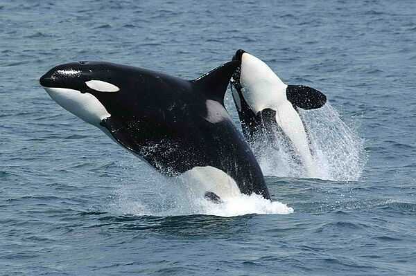 Two orcas (killer whales) breaching near Unimak Island, eastern Aleutian Islands, Alaska. Photo courtesy of the National Science Foundation Office of Polar Programs / Robert Pitman.