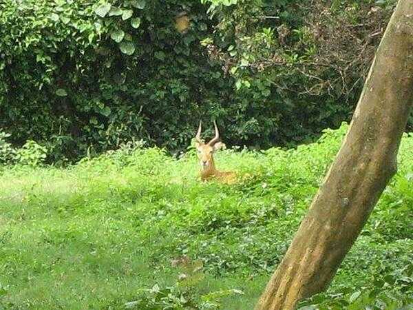 Impala (Uganda Wildlife Education Center (zoo) near Kampala).