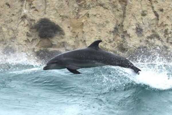 Dolphins, the most intelligent of marine animals, are warm-blooded mammals that breathe air and give birth to live young that are then nursed. Dolphins are found in all of the world's tropical and temperate seas. Shown is a common bottlenose dolphin.