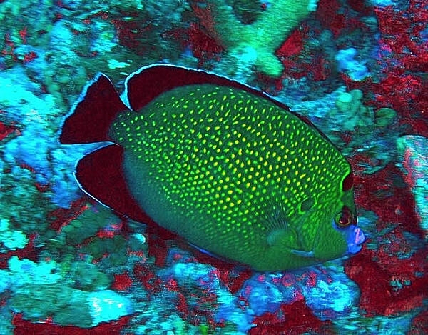 Golden-spotted angelfish at Baker island National Wildlife Refuge. Image courtesy of USFWS/Jim Maragos.