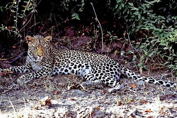 A resting but wary leopard in Botswana.