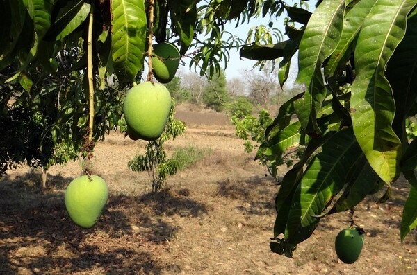 A view inside a mango grove in India. Mangos have been cultivated in India for more than 5,000 years and are the country's national fruit. India is the top mango producer in the world.