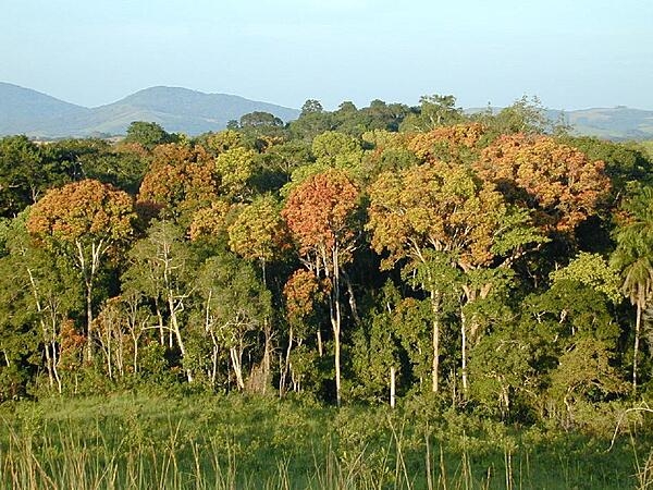 A view of dense tropical forest in Gabon. Image credit: NASA/JPL-Caltech/Sassan Saatchi.