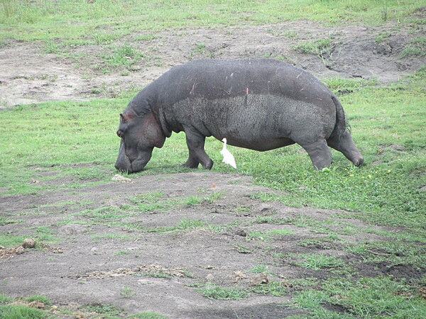 Grazing hippopotamus at Chobe National Park in Botswana.