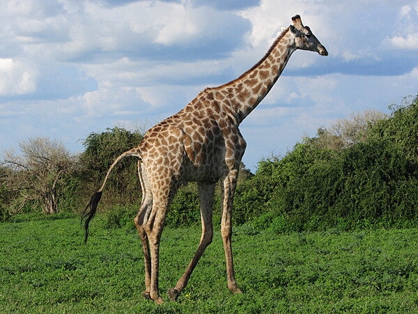 A giraffe in Chobe National Park in Botswana.