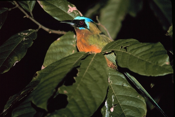 Trinidad Motmots, known for their colorful plumage and long tails, reside in the interior of lowland evergreen forests on Trinidad. Active in the early morning and the late afternoon, they feed on small prey such as insects and lizards as well as fruit.  Motmots breed during the rainy season and during courtship the male offers flowers, leaves, twigs, or grass to the female. Photo courtesy of NOAA/Mary Hollinger.