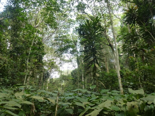 The image shows an abandoned road in the Republic of the Congo that is overgrown with regenerating trees and plants. The plant species pictured are fodder for gorillas and can help restore the gorillas’ natural habitat. Photo courtesy of NASA / Fritz Kleinschroth.