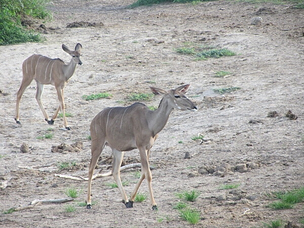 Kudus on the move at Chobe National Park in Botswana.