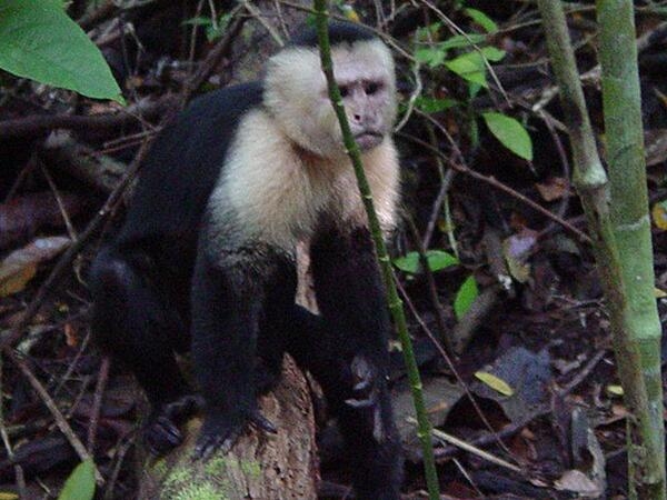 A monkey in Manuel Antonio National Park in Costa Rica.