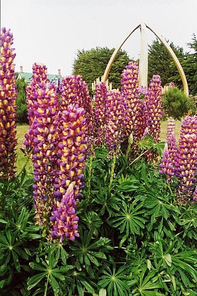 Colorful blossoms brighten a park in Stanley, Falkland Islands.