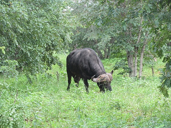 A grazing water buffalo in Chobe National Park in Botswana.