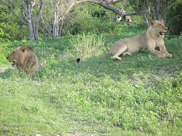 Lions resting in the shade at Chobe National Park in Botswana.