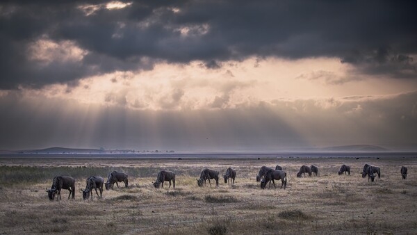 The wildebeest, also called the gnu, is an antelope native to Eastern and Southern Africa. In East Africa, the blue wildebeest is the most abundant big-game species. Wildebeest often graze in mixed herds with zebra, which gives them heightened awareness of potential predators. Wildebeest are a tourist attraction but compete with domesticated livestock for pasture.