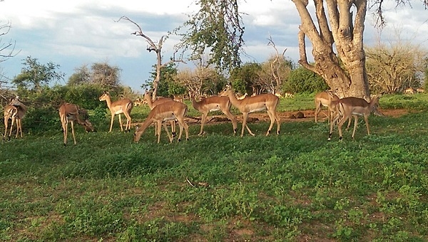 A large herd of impala in Chobe National Park in Botswana.