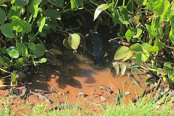 The caiman is a species of crocodile endemic to Paraguay. Males may grow to 3 m (9.8 ft) and females to 1.4 m (4.6 ft). Typical habitats include lakes, rivers, and wetlands and its diet is primarily aquatic animals. Mating occurs in the rainy season and eggs hatch in March, with young fending for themselves as soon as they hatch.