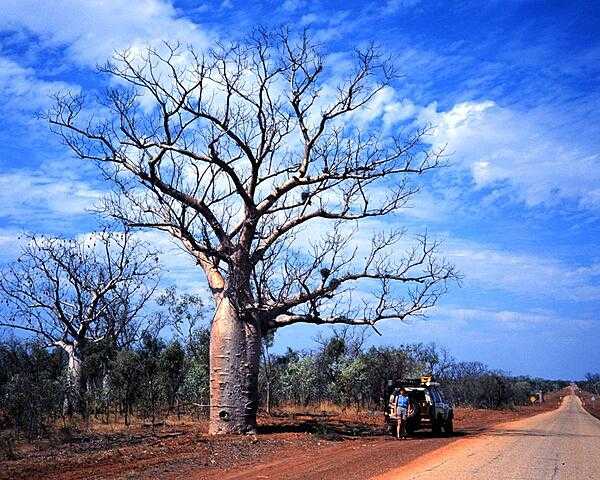 Boab, or baobab, trees along the Plenty Highway in Australia's Outback. These trees store water in their swollen trunks and shed their leaves during the dry season.