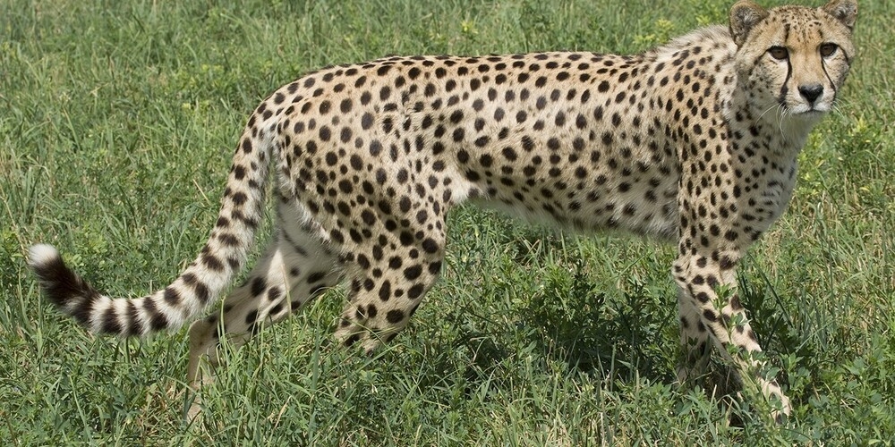 Reaching speeds of 110 km (70 mph), the cheetah is the world’s fastest land animal, but it is also Africa’s most endangered big cat and is listed as vulnerable by the International Union for the Conservation of Nature. Cheetahs inhabit a broad section of Africa, including areas of North Africa, the Sahel, and eastern and southern Africa, with the largest population inhabiting Namibia. They are endangered by climate change, habitat loss, prey decreases, poaching, and illegal wildlife trafficking. Approximately 7,100 cheetahs live in the wild today.