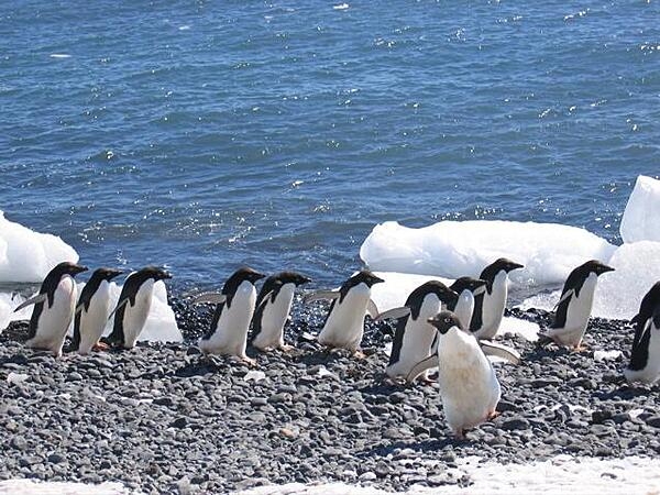 Adelie penguins at Brown Bluff at the end of the Tabarin Peninsula in Antarctica.