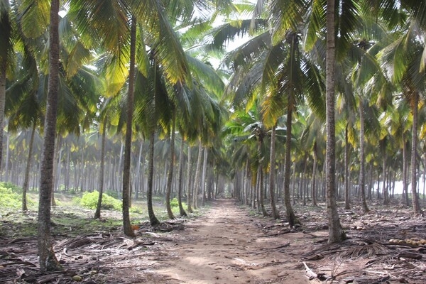 A grove of coconut trees in a village not far from Abidjan, Côte d'Ivoire.