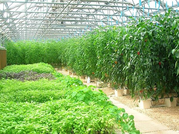 Soil on Anguilla is of poor quality, making it difficult to grow most crops locally. The CuisinArt Resort at Rendezvous Bay has a 1,670 sq m (18,000 sq ft) hydroponics farm with greenhouses built to withstand 177 kmph (110 mph) winds, which are common during hurricane season. The farm grows vegetables, lettuce, and a variety of herbs.