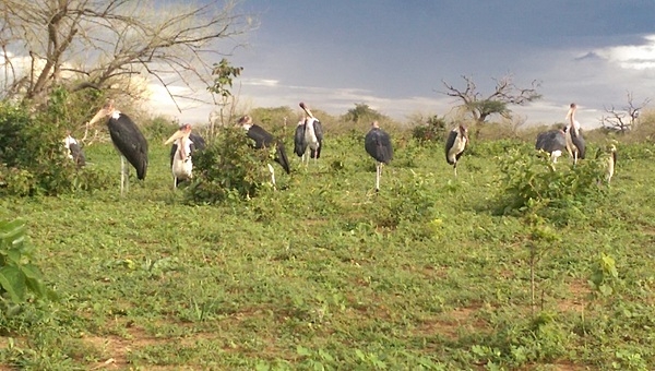 A colony of marabou storks at Chobe National Park in Botswana.