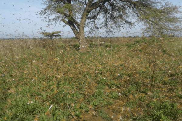 Photo taken in the middle of a locust swarm.  The voracious insects devour thousands of hectares of farmland and forests in periodic East African outbreaks and threaten food security for millions across the region. Photo courtesy of NASA / Evans Noble Opiolo.