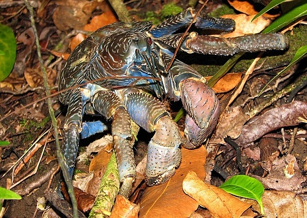 The coconut crab is a species of terrestrial hermit crab that also goes by the name of robber crab or palm thief. It is the largest terrestrial arthropod in the world and can weigh up to 4.1 kg (9 lb) and grow to up to 1 m in length from each tip to tip of the leg; it is found on islands across the Indian Ocean and parts of the Pacific Ocean. And, yes, omnivorous coconut crabs can break open and feed on coconuts, although they prefer softer foods such as fruits, nuts, seeds, and the pith of fallen trees. Photo courtesy of the US National Park Service.