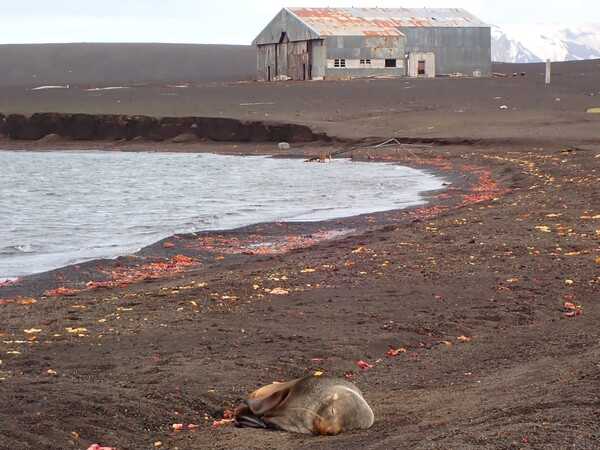 A deserted airplane hangar in Whalers Bay on Deception Island, abandoned when the island volcano erupted in the late 1960s. Deception Island is one of the South Shetland Islands, located to the west of the Antarctic Peninsula. An Antarctic fur seal lounges on the beach in front of the hangar.