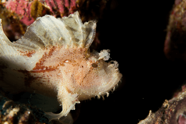 Leaf scorpionfish can be found in tropical waters, from the Indo-Pacific to East Africa and the Red Sea. Their color is highly variable and ranges from white, yellow, brown, green and purple to red. This photo was taken off the coast of Fiji.