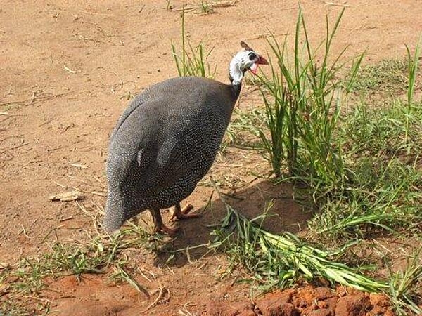 Guinea birds are ubiquitous; it is difficult to know whether they are wild or domesticated.