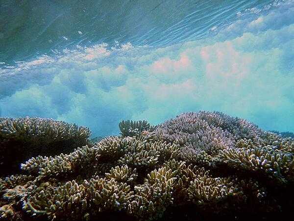 Underwater image of a wave breaking over a coral reef on Kwajalein Atoll in the Republic of the Marshall Islands. Photo courtesy of the US Geologic Survey/ Curt Storlazzi.