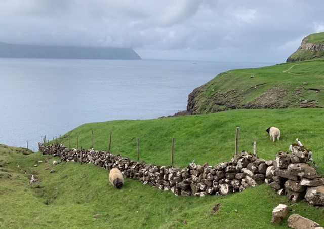 The Faroese sheep is a breed native to the Faroe Islands that has long played an integral part in island traditions. The Faeroes name may derive from the old Norse word “faer” meaning sheep, and a silver ram is on the Faroe Islands' coat of arms.