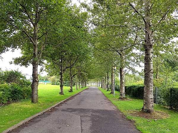 Large trees in the Arboretum in Reykjavik, Iceland. This "forest" is unusual because Iceland is largely devoid of trees. Settlers cut down the original forests, and abundant grazing animals consume any small trees that survive the cold and windy conditions on the island.