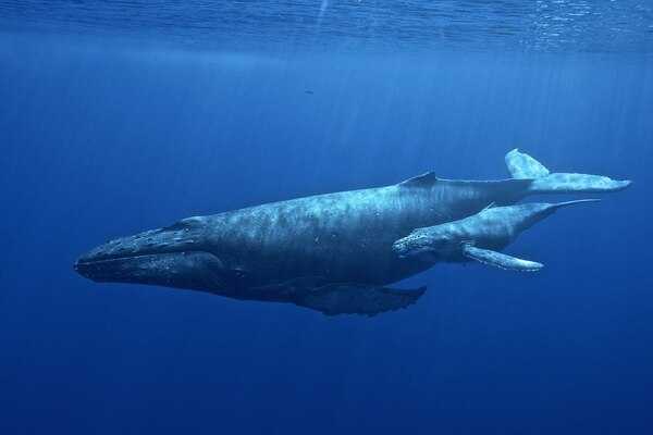 Female humpback whale with her calf. The Hawaiian Islands Humpback Whale National Marine Sanctuary shelters humpbacks every winter as they breed and calve their young in the waters off Hawaii. Photo courtesy of NOAA / Ed Lyman.