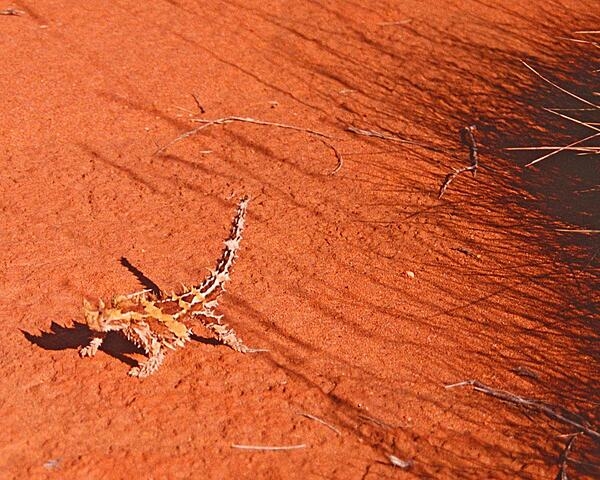 Appearances can be deceiving as is the case with the Thorny Devil lizards that inhabit the scrub and desert of western Australia.  Although covered with an intimidating array of spikes that help defend it from predators by making them hard to swallow if attacked, the lizards are quite gentle. A false head on it  back allows them to protect their real head when threatened. The lizard lowers its head between its front legs and presents the false head. The Thorny Devil Lizard subsists on ants (they can eat thousands in one day). They can grow up to 20 cm (8 in) and live up to 20 years.