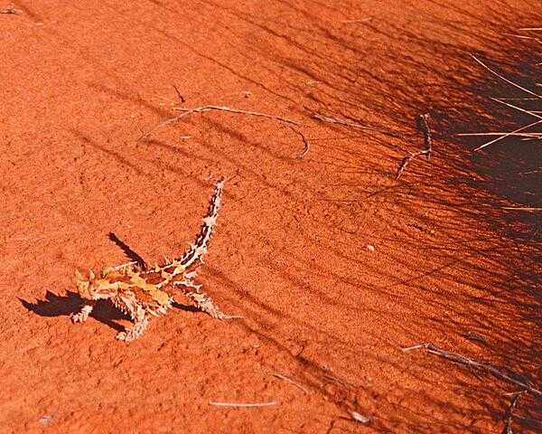 The Thorny Devil lizard, pictured here, inhabits the scrub and desert of western Australia and subsists on ants, growing up to 20 cm (8 in) long and living up to 20 years.