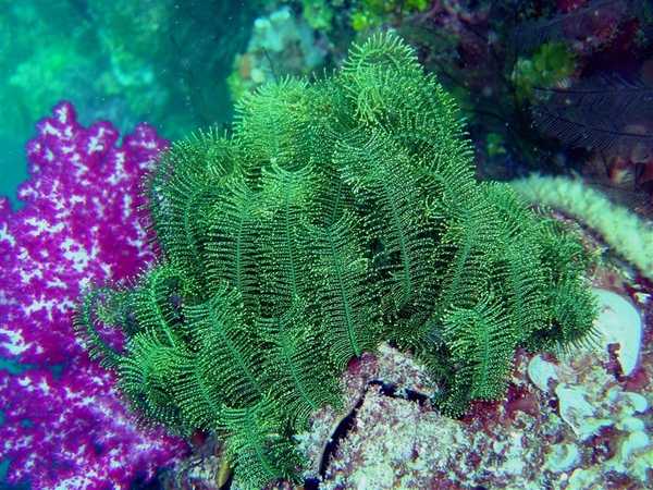 A crinoid on the Hanakawa Maru. Image courtesy of NOAA / David Burdick.