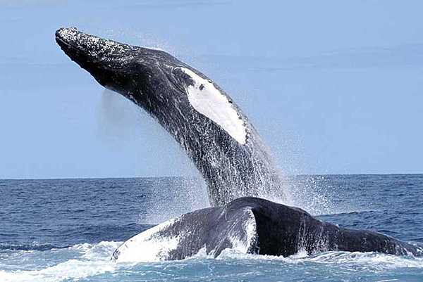 A humpback whale breaching. Photo courtesy of NOAA Fisheries.