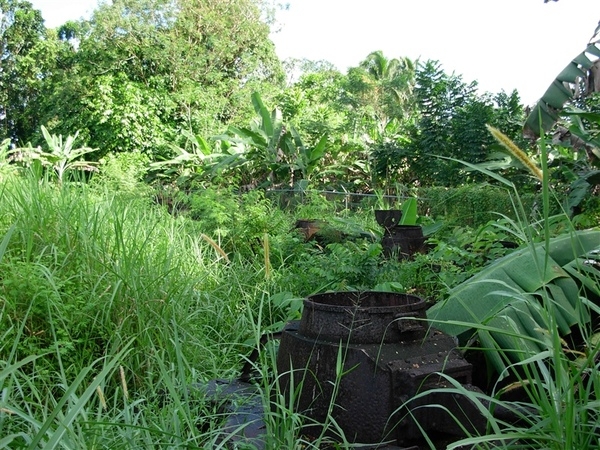 Abandoned World War II-era Japanese tanks being overgrown by tropical foliage in Micronesia. Photo courtesy of NOAA / Lt. Cmdr. Matthew Wingate.