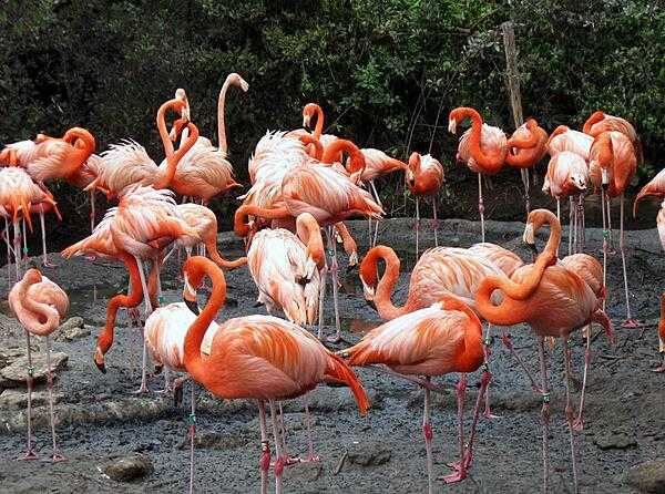 The flamingos pictured here reside at the Bermuda Aquarium, Museum & Zoo (BAMZ), which is owned and operated by the Bermuda Government. The American flamingo is one of the largest species of flamingo; an average adult stands 1.5 m (5 ft) tall and weighs 1.8-3.6 kg (4-8 lbs).