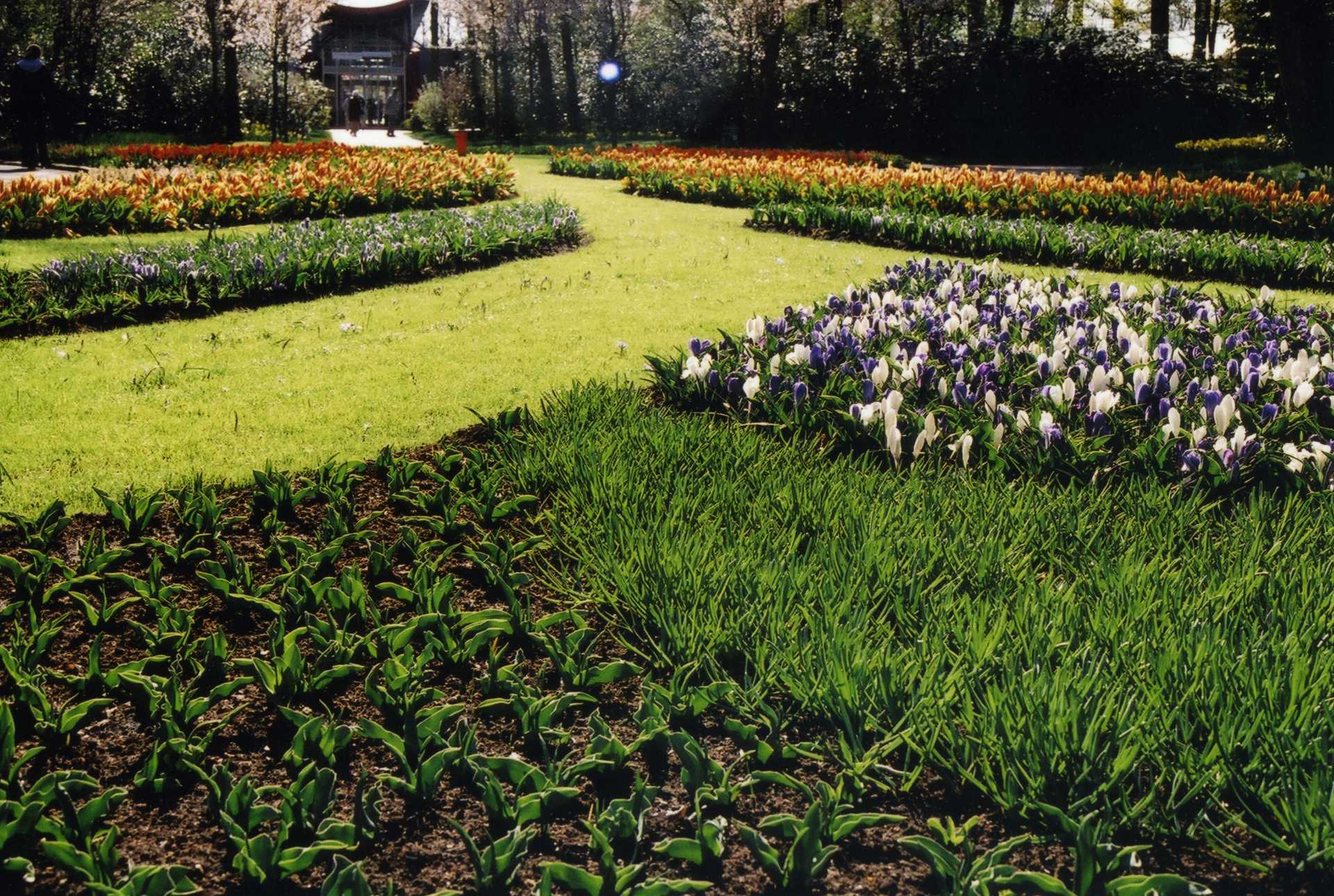 Keukenhof Park, located near Lisse, Netherlands, creates an extensive flower exposition annually timed to the spring tulip bloom. The park is only open for a short period of time to highlight the breadth of color and variety of tulips.