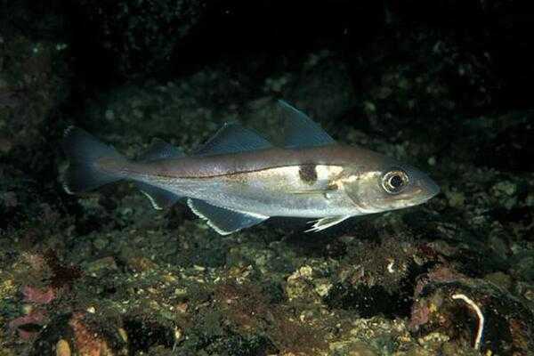 Haddock (Melanogrammus aeglefinus), also known as scrod, is a principal Atlantic Ocean catch fish. Image courtesy of NOAA.