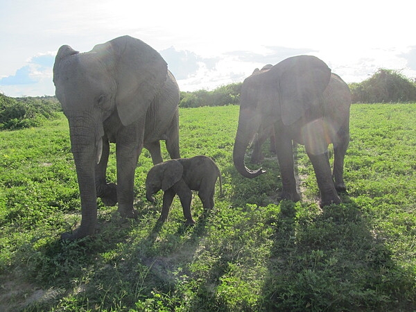 Adult elephants are very protective and caring of their young. This photo was taken in Chobe National Park.