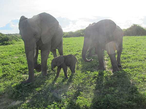 Adult elephants are very protective and caring of their young. This photo was taken in Chobe National Park in Botswana.