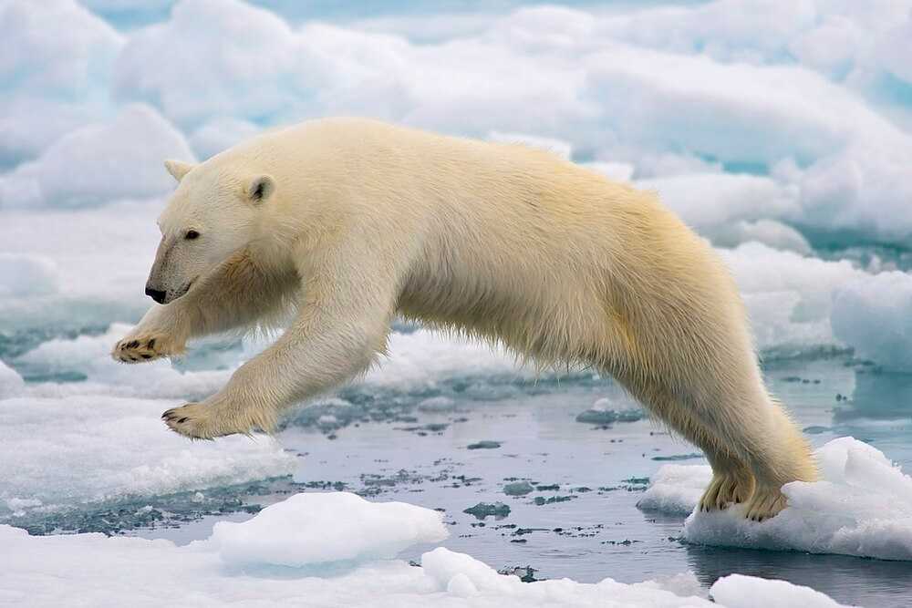 Polar bears are the largest bears and the largest terrestrial carnivores in the world, but they are also classified as marine mammals because they spend most of their lives on sea ice, depending on the ocean for their food and habitat. The polar bear’s fur is translucent and appears white because it reflects light, but its skin is black. Polar bears live in Arctic environments, including Canada, the United States (Alaska), Russia, Greenland, and Norway. The pictured polar bear is jumping sea ice in Norway.