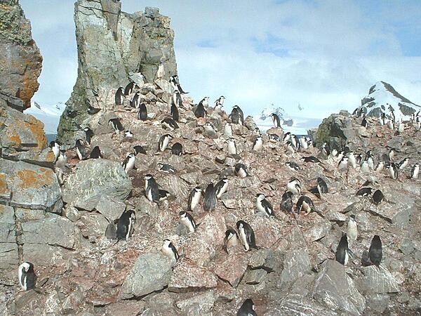 A Chinstrap penguin rookery. These penguins derive their name from the narrow black band under their heads that make it appear as if they are wearing black helmets. They build a circular nest with stones and lay two eggs.