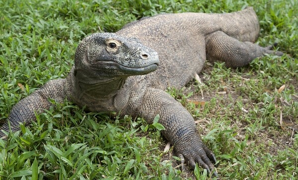 The Komodo dragon is the largest living lizard in the world and one of the few with a venomous bite.  They are only found on the Indonesian islands of the Lesser Sunda group (Komodo, Rintja, Padar, and Flores). They typically weigh about 70 kg (154 lb) and can briefly run at speeds of up to 21 km/h (13 mph).  (Photo courtesy of the Smithsonian National Zoo.)