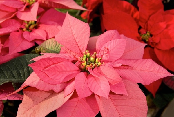 The poinsettia, the traditional holiday plant, is native to Mexico and Central America and is found in the wild in mid-elevation tropical dry forests and on Pacific-facing slopes in steep canyons. The Aztecs used the plant for red dye and for medicinal purposes. The poinsettia’s association with Christmas dates back to the 17th century when Franciscan friars in Mexico used them in holiday celebrations. The star-shaped leaf pattern came to symbolize the Star of Bethlehem and the red color Jesus’s sacrifice at the crucifixion. The plant derives its name from the first US Ambassador to Mexico, Joel Roberts Poinsett. In 1825, while visiting Taxco, he became fascinated with the plants and sent some to his home in South Carolina. Poinsett, a botanist, propagated the plants and gave them to friends and to botanical gardens. In 1833, the plant was named after him.  Robert Buist, a nurseryman, received some of Poinsett’s plants and is believed to be the first person to sell the plant in the US. Poinsettias became popular beginning in the early 1900s and remain synonymous as a holiday decoration in homes, churches, offices, and elsewhere across North America.  Picture courtesy of USDA/Peggy Greb